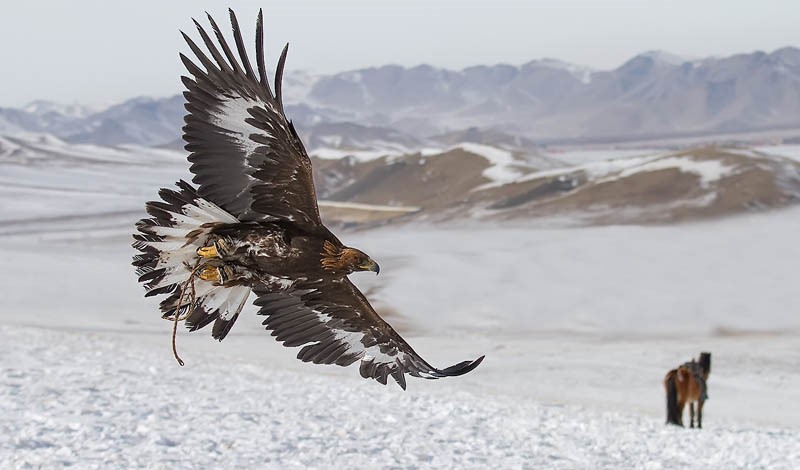 eagle training mongolia 